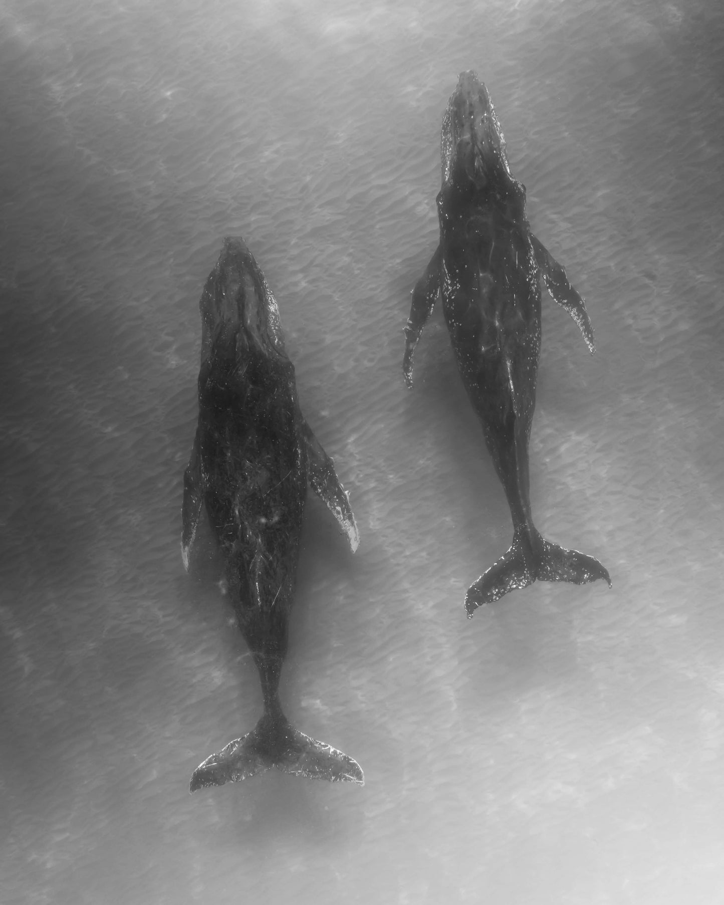 Aerial black and white photograph of two humpback whales seen from above at Byron Bay, Australia, by Nicolas Letoublon