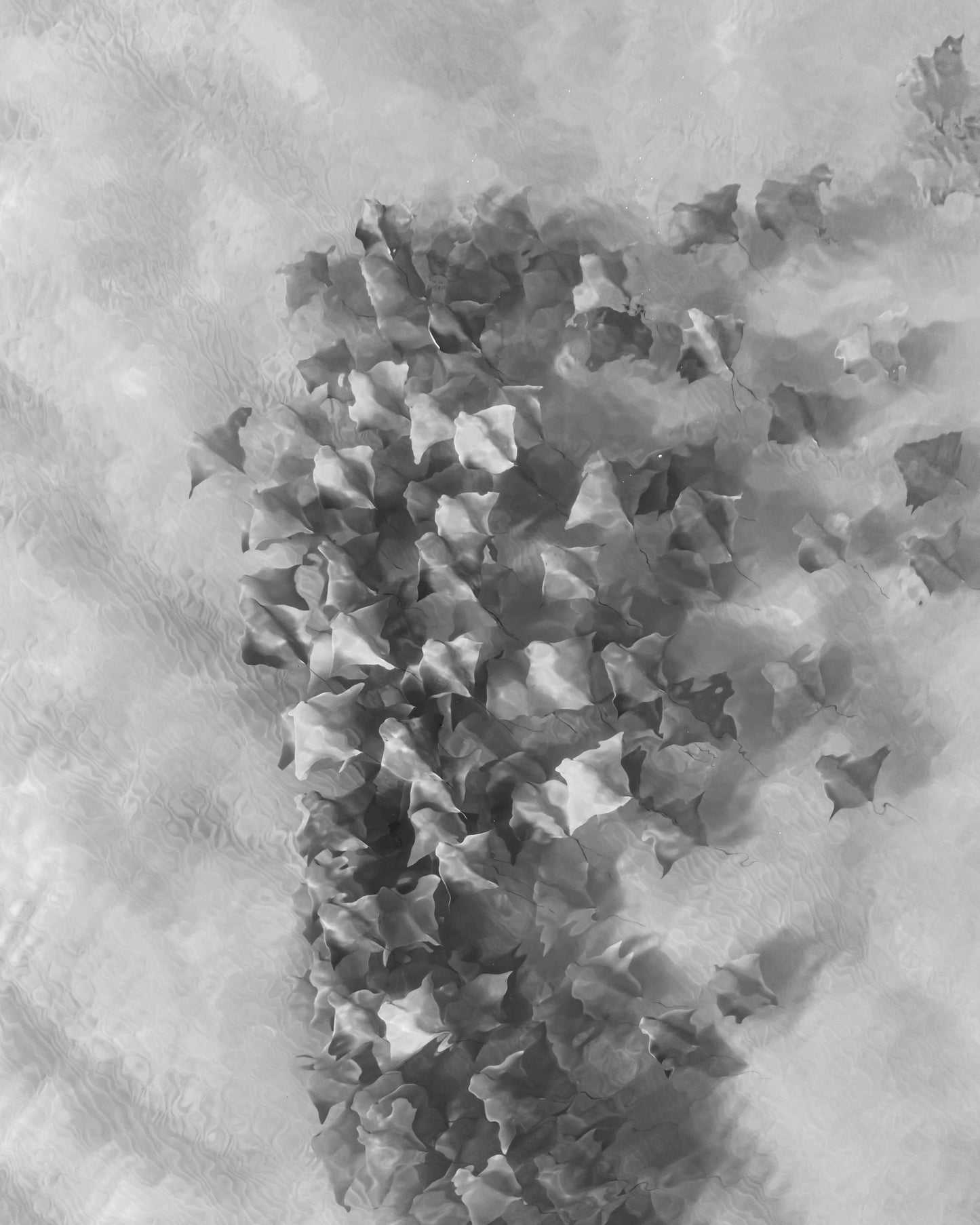 Aerial black and white photograph of a school of rays swimming below the surface at Byron Bay, Australia, by Nicolas Letoublon